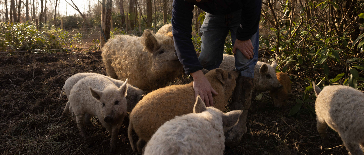 Mangalitsa pigs outdoors at Eridge Park Estate