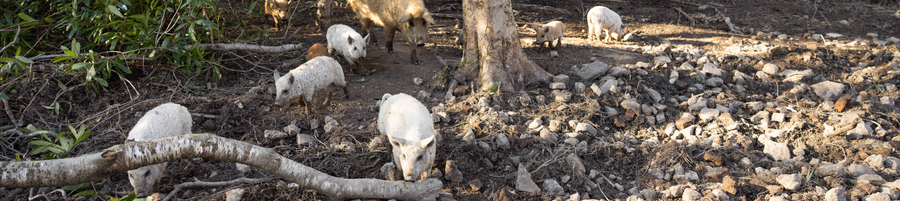 Our Mangalitsa herd at Eridge Park