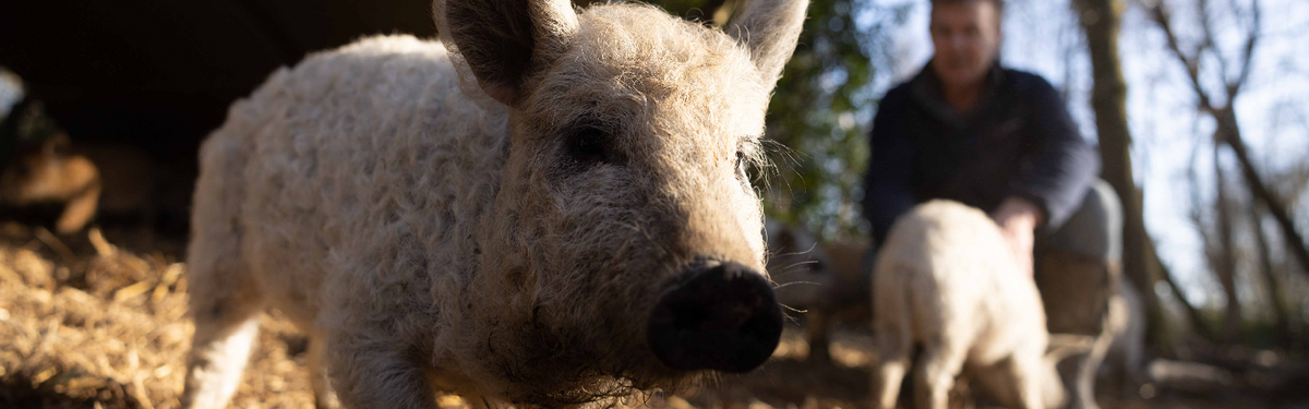 Mangalitsa pigs, a woolly rare breed