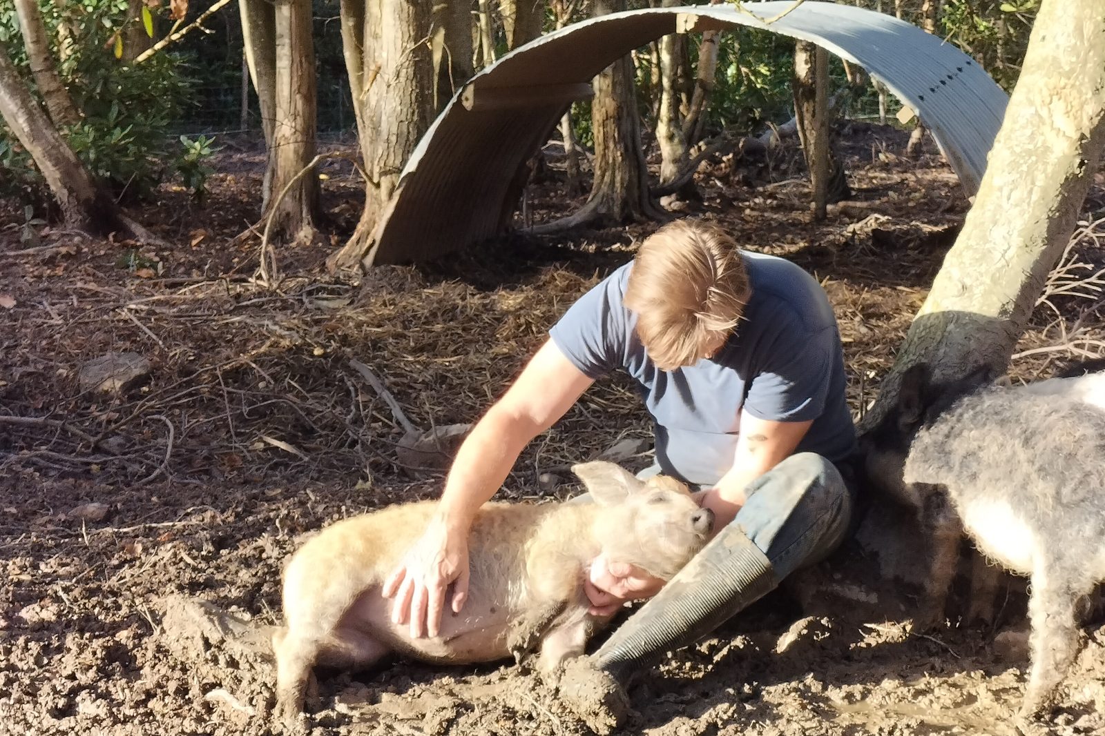 Scratching a contented Mangalitsa sow in the autumn woodland