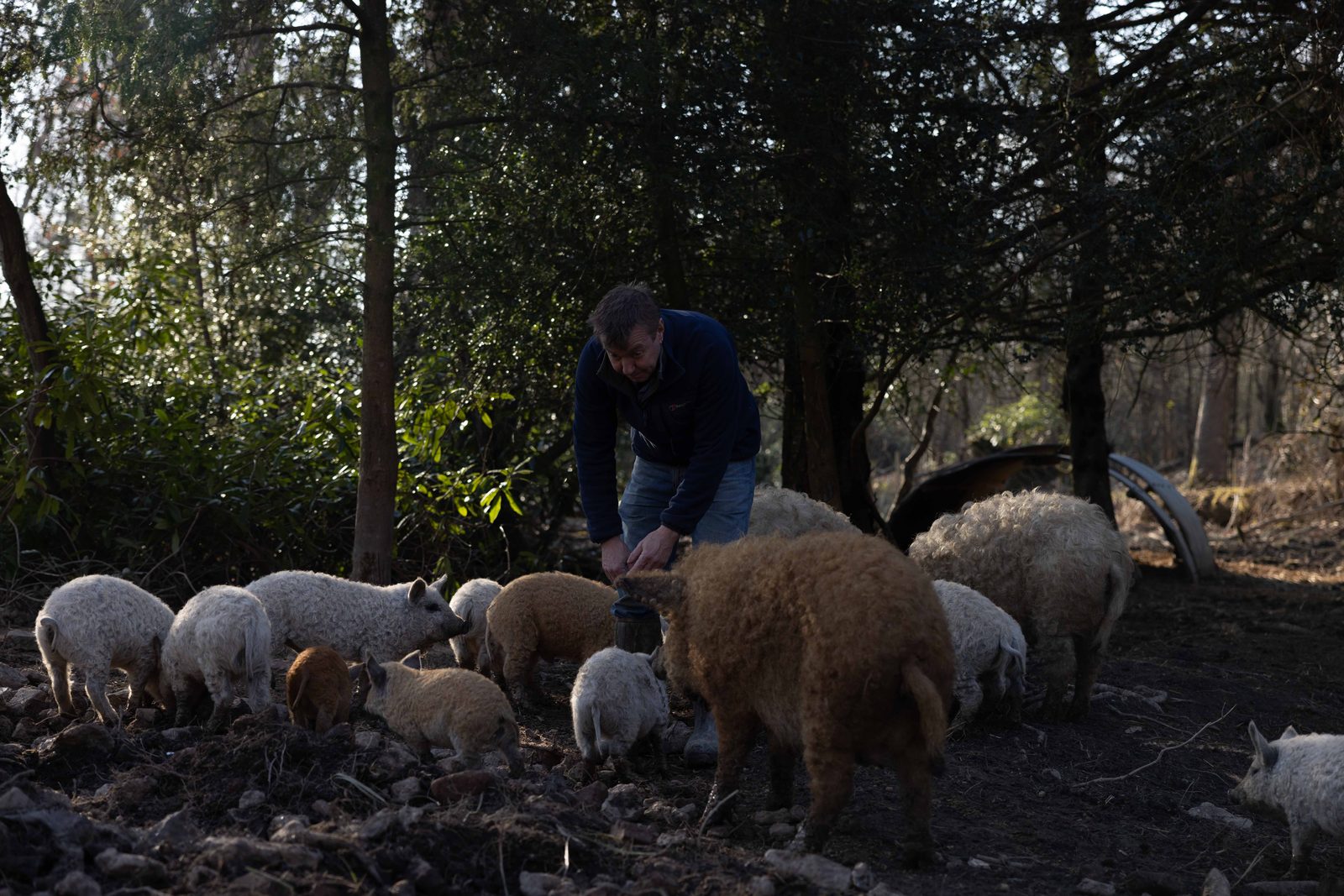 Feeding the Mangalitsa herd in winter woodland at Eridge Park