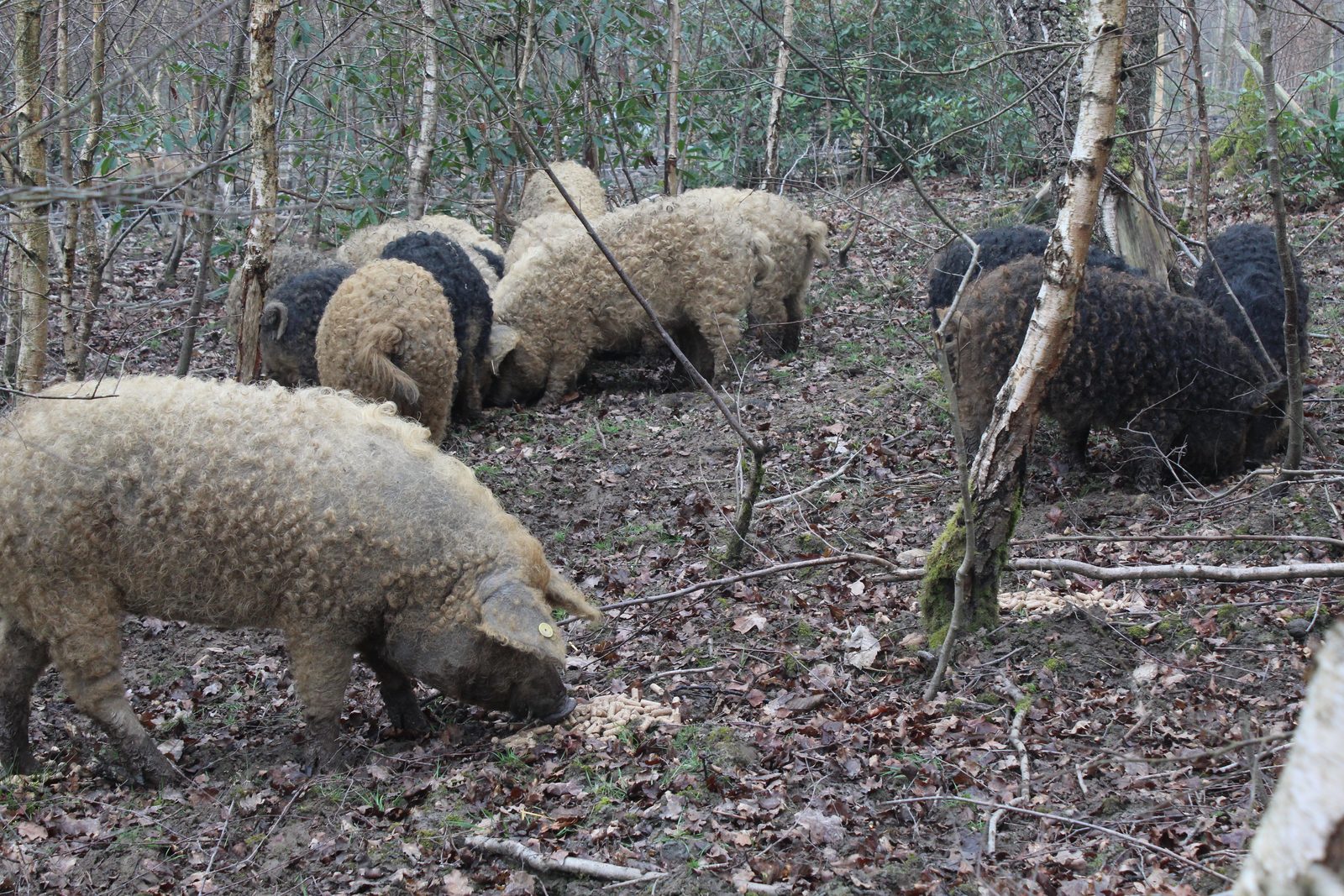 A blonde Mangalitsa foraging on the woodland floor, the herd behind