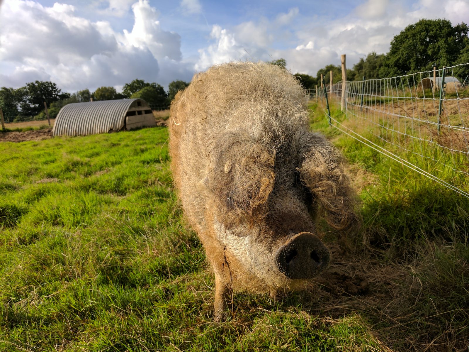 A woolly Mangalitsa sow on summer pasture at Eridge Park