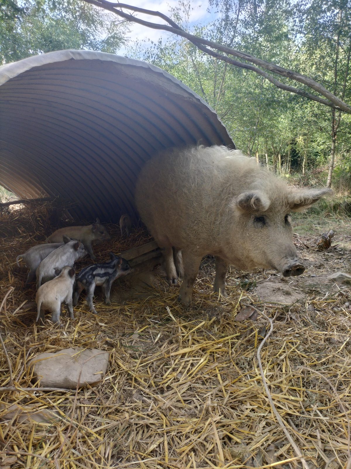 A Mangalitsa sow with her piglets at the mouth of their ark