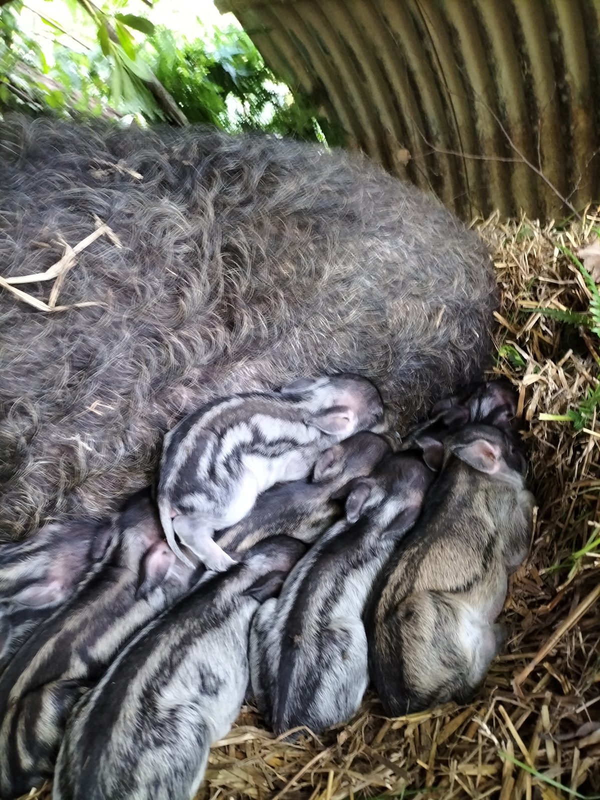 Striped Mangalitsa piglets nursing, a marker of the rare breed